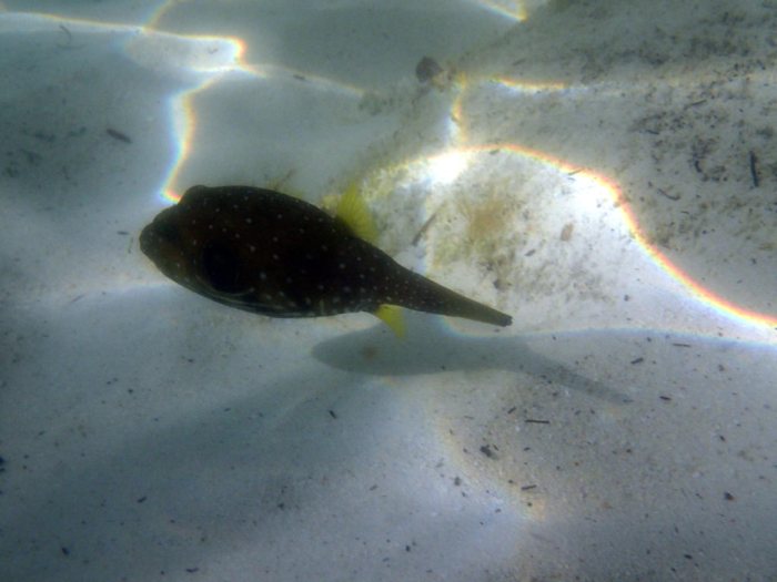 Arothron hispidus