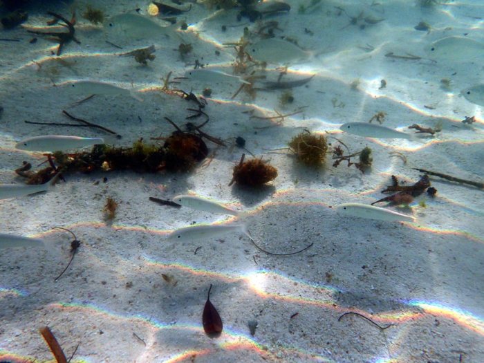 Poissons osseux