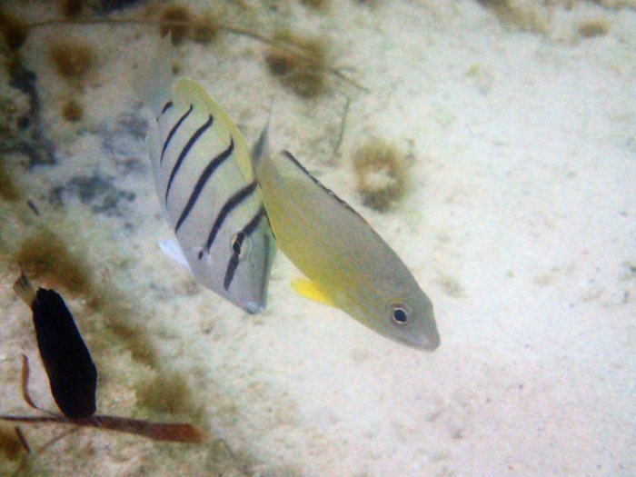 Acanthurus triostegus