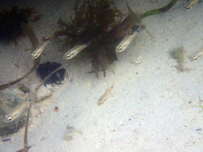 Poissons osseux
