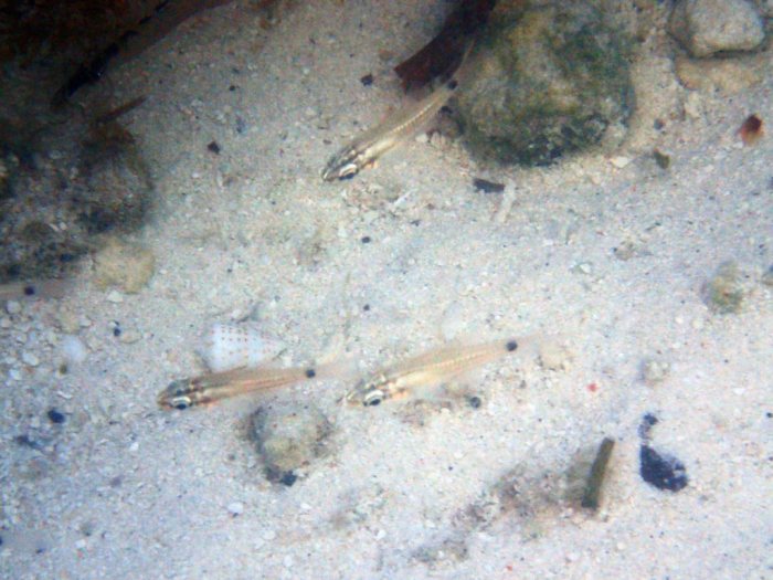 Poissons osseux
