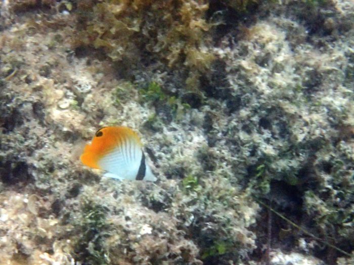 Chaetodon auriga
