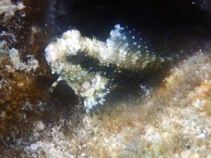 Crossosalarias macrospilus