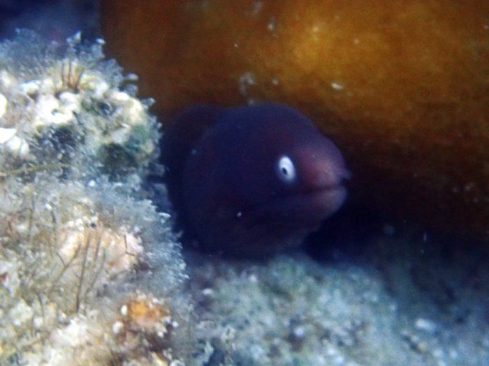 Murène à oeil blanc