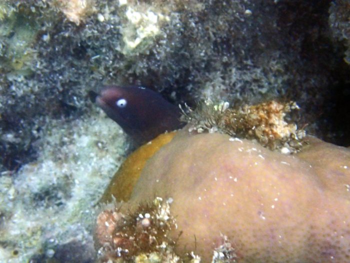 Murène à oeil blanc