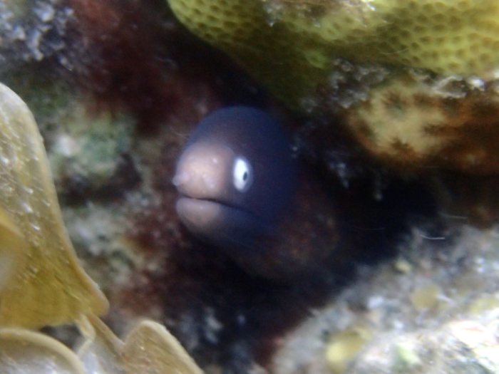 Murène à oeil blanc