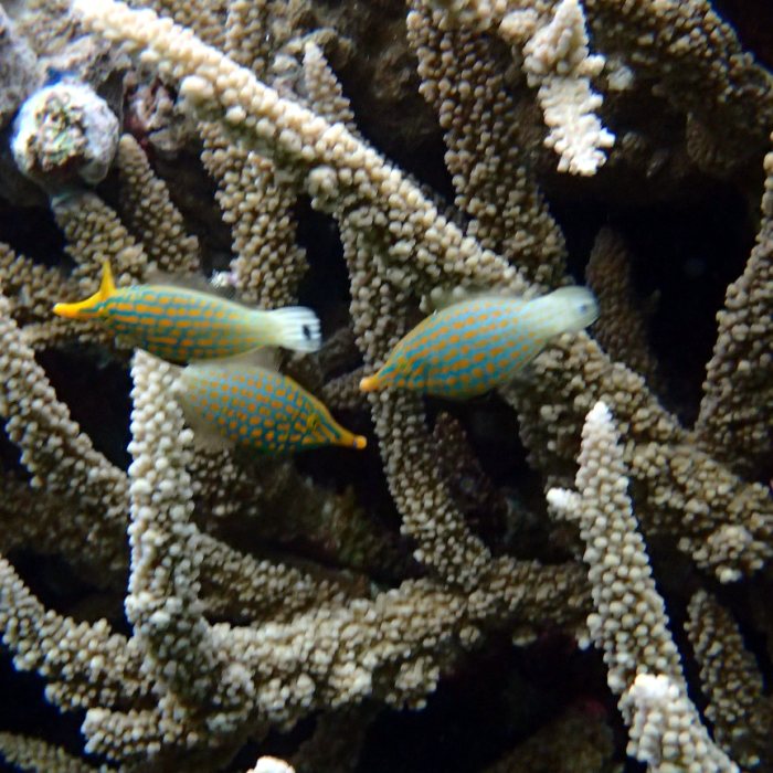 Oxymonacanthus longirostris