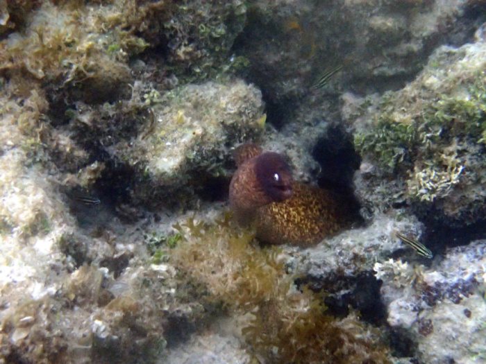 Murène à oeil blanc