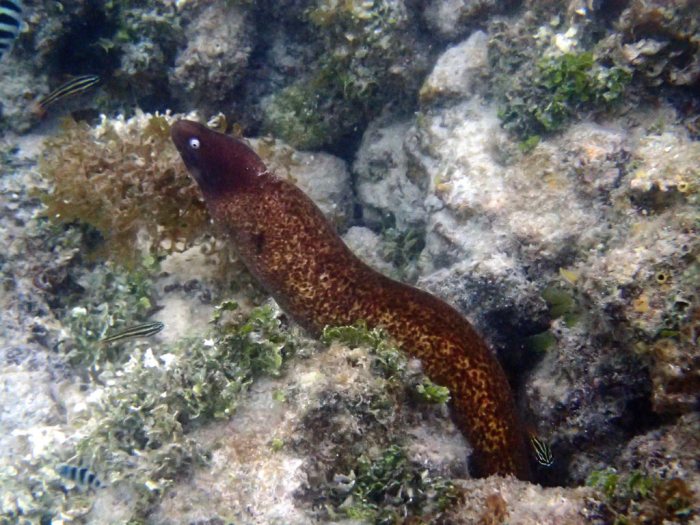 Murène à oeil blanc