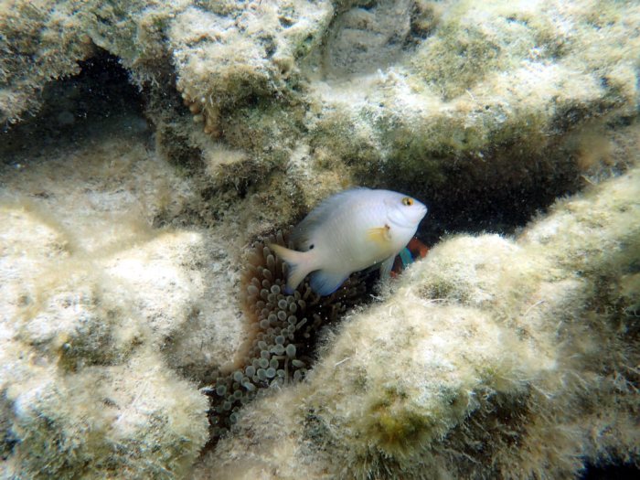 Stegastes nigricans