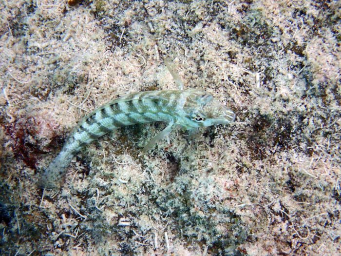 Parapercis australis