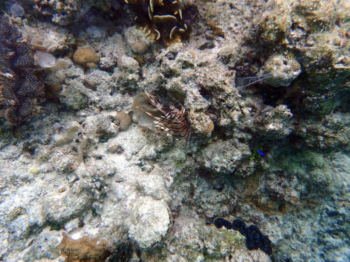 Poisson-scorpion