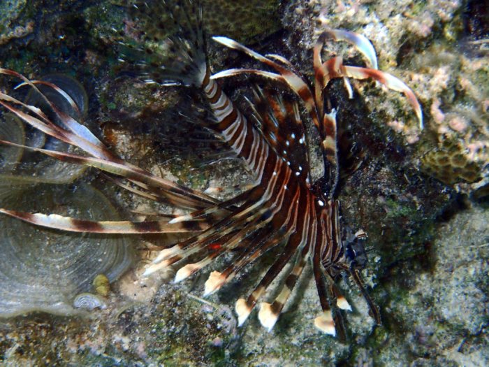 Poisson-scorpion