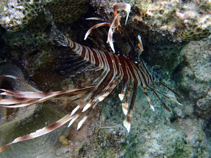 Poisson-scorpion