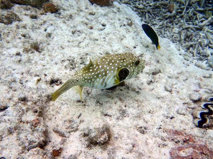 Arothron hispidus