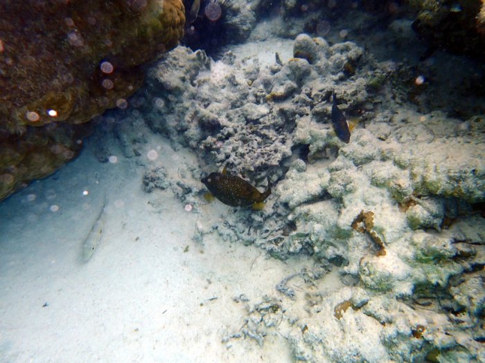 Ostracion cubicus