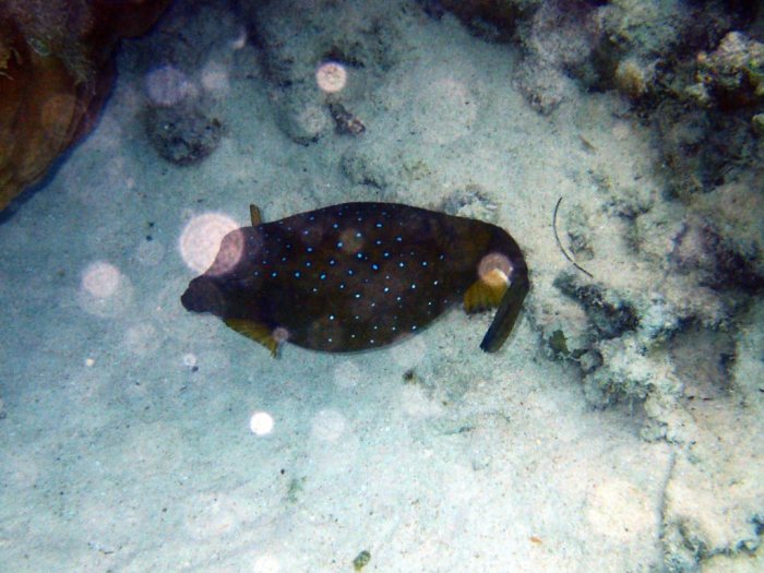 Ostracion cubicus