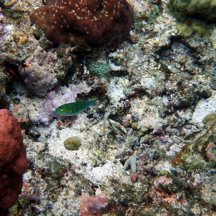 Thalassoma hardwicke