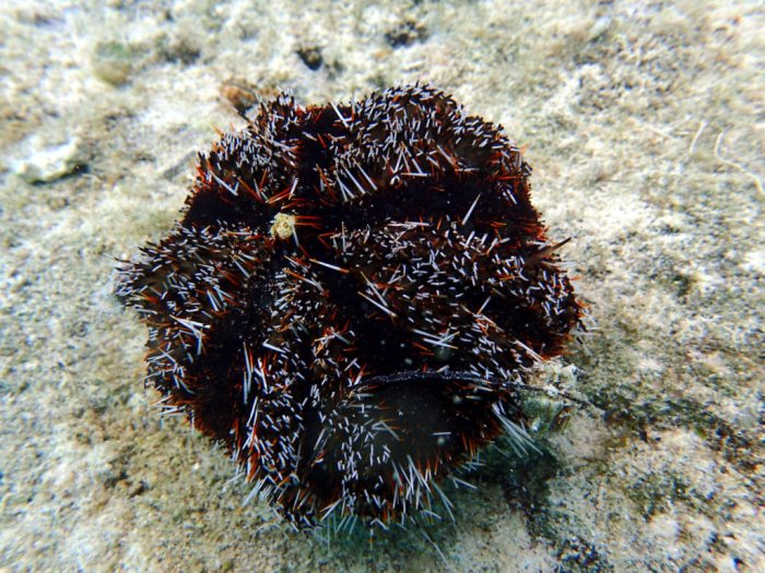Tripneustes gratilla