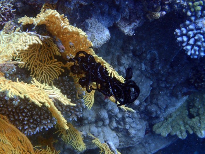 Crinoïde