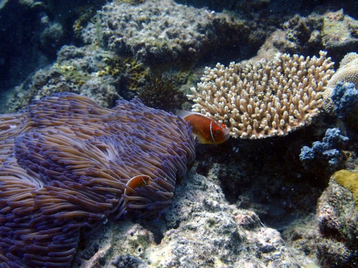 Amphiprion perideraion