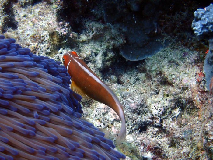 Amphiprion perideraion