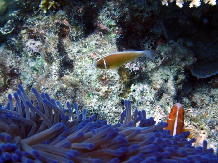 Amphiprion perideraion