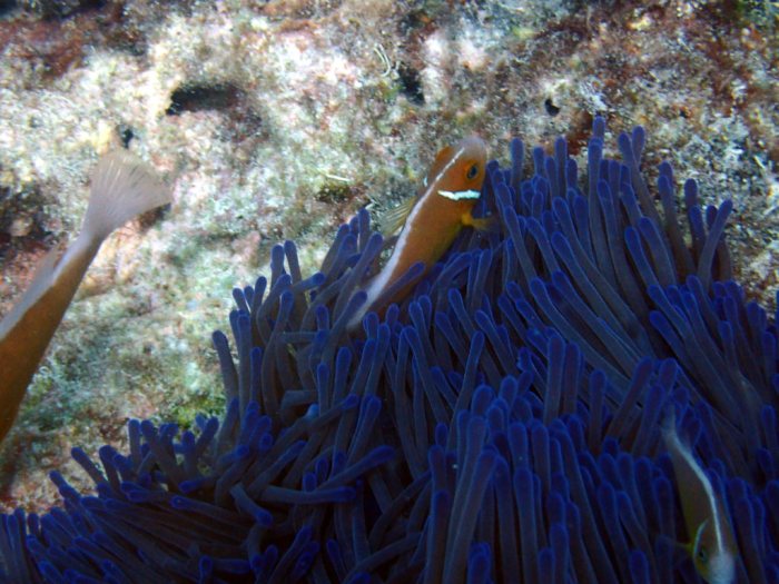 Amphiprion perideraion