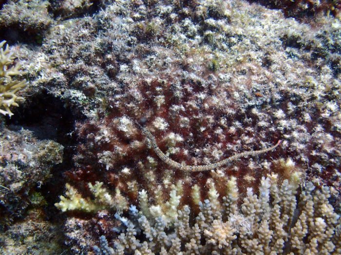 Corythoichthys ocellatus