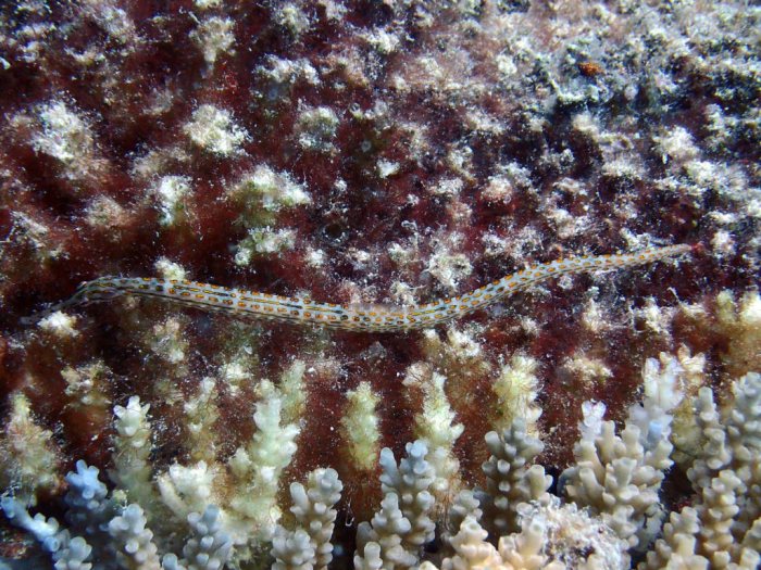 Corythoichthys ocellatus