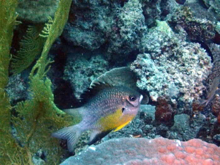 Amblyglyphidodon orbicularis