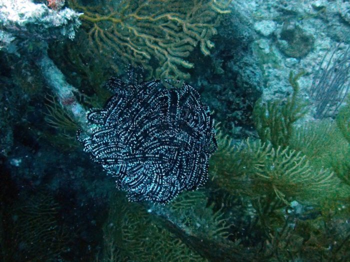 Crinoïde