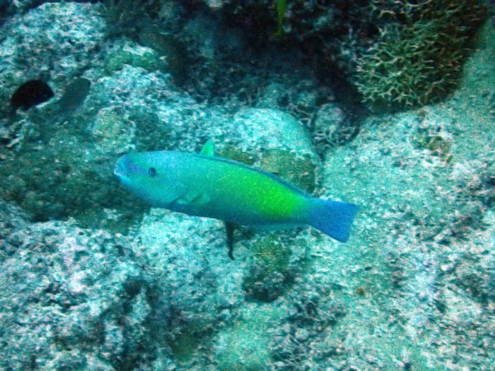 Poisson-perroquet