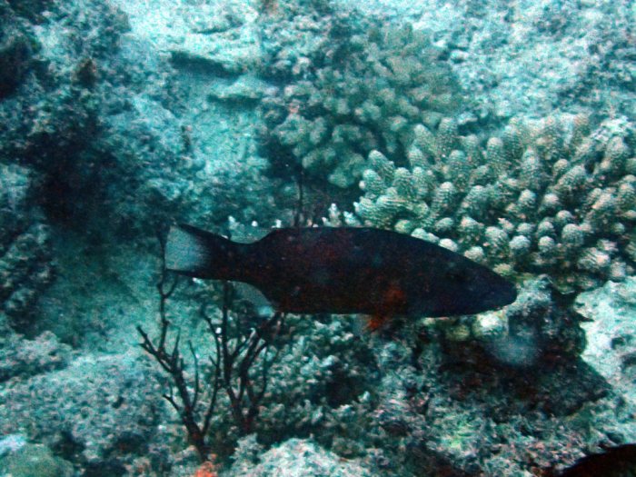 Oxycheilinus digrammus