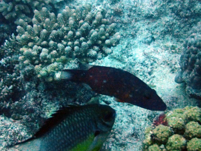 Oxycheilinus digrammus