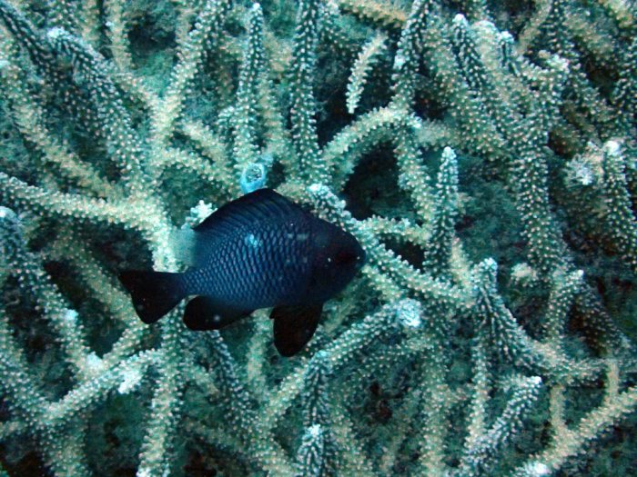 Dascyllus trimaculatus