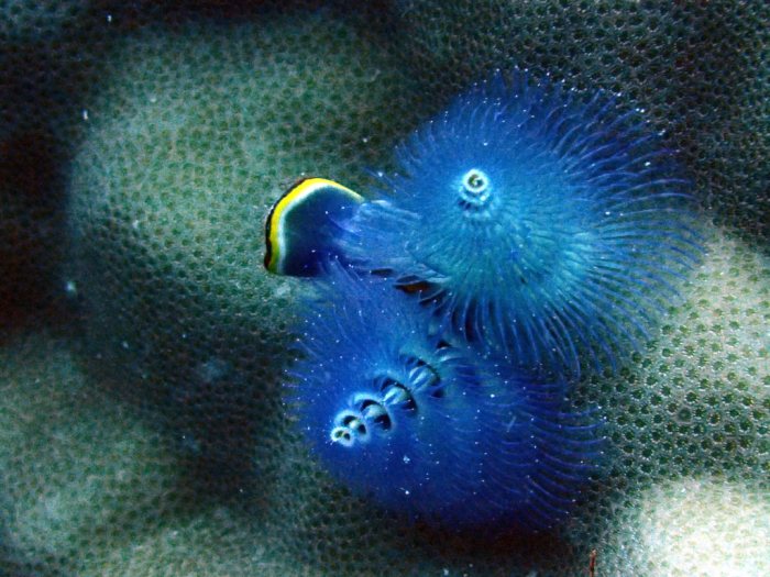 Spirobranchus corniculatus