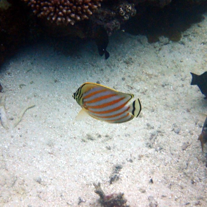 Chaetodon ornatissimus