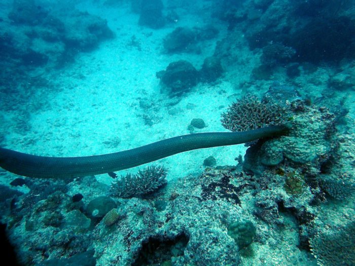 Aipysurus laevis