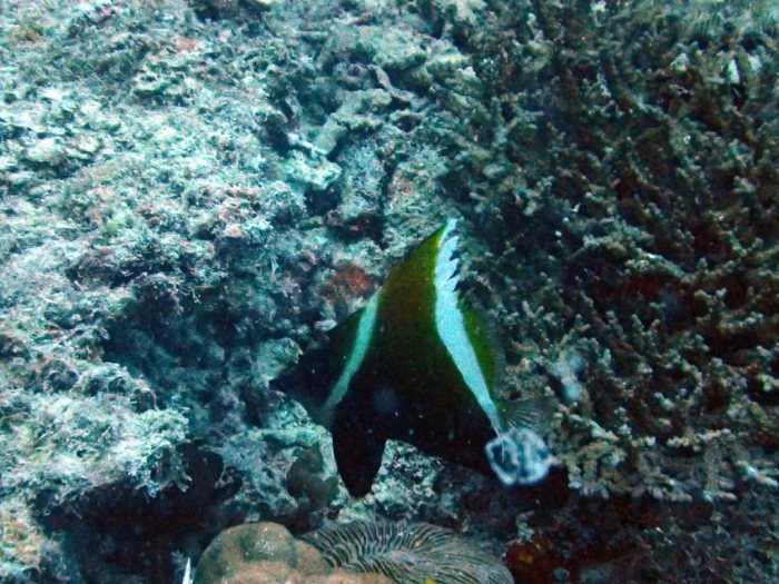 Heniochus varius