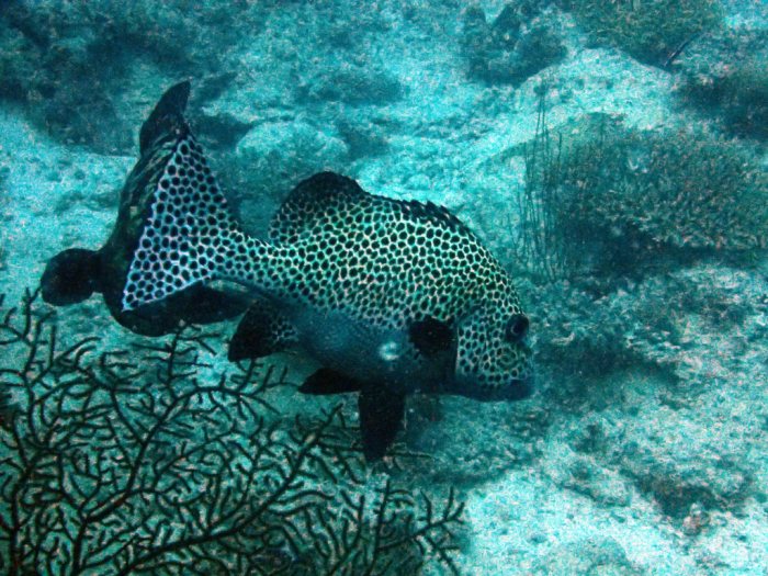 Plectorhinchus chaetodonides