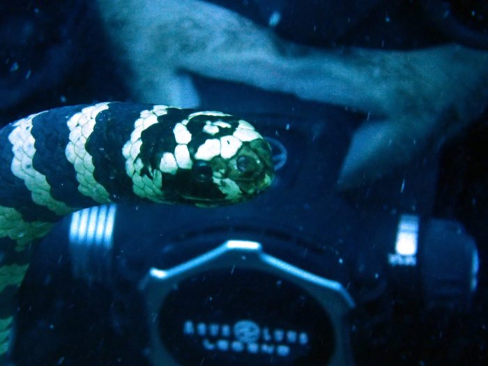 Emydocephalus annulatus