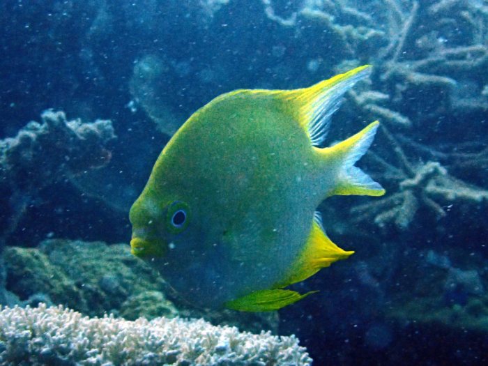 Amblyglyphidodon aureus