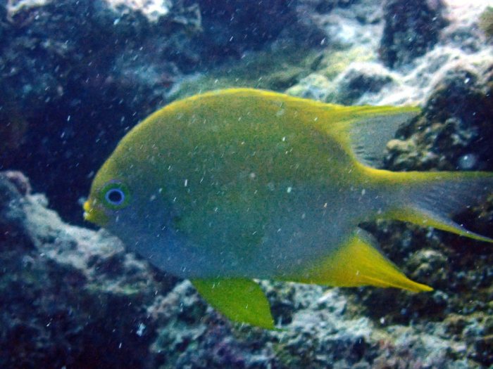 Amblyglyphidodon aureus