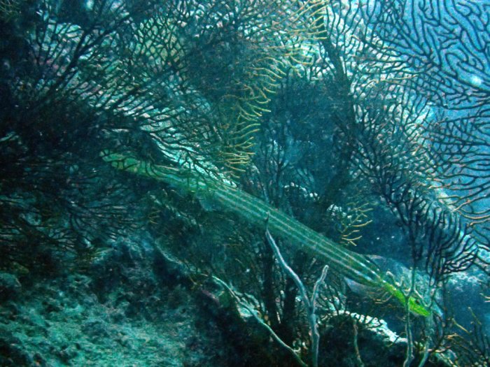 Aulostomus chinensis