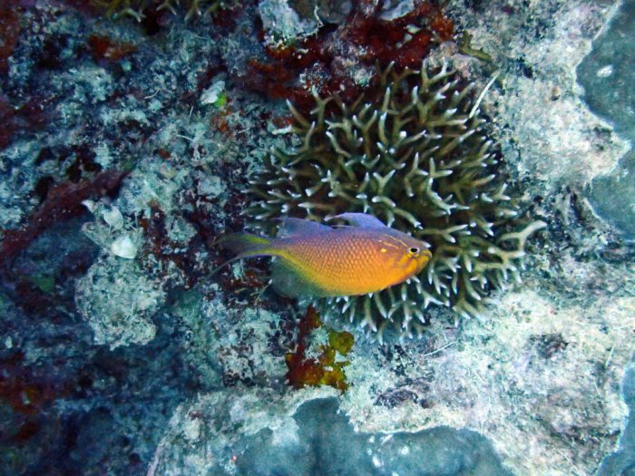 Serranocirrhitus latus