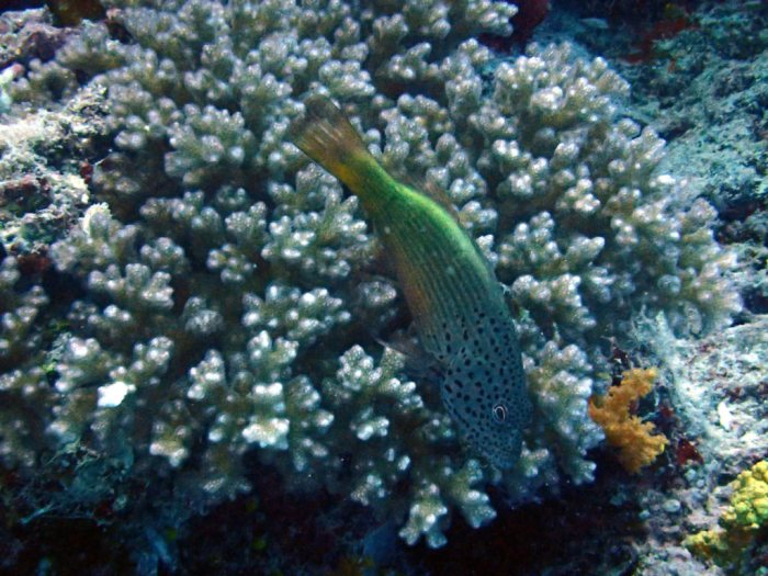 Paracirrhites forsteri