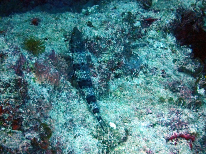 Synodus binotatus