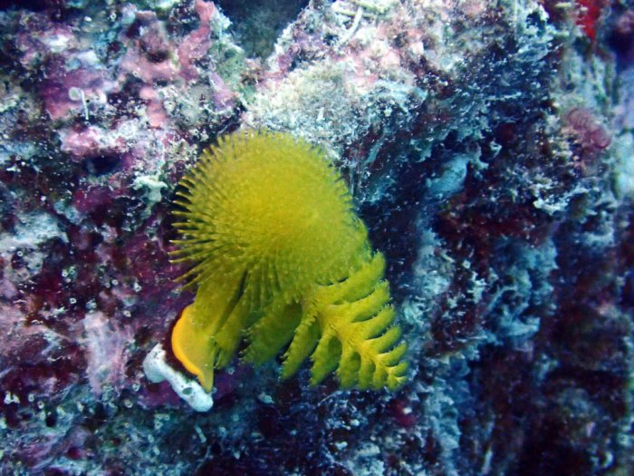 Spirobranchus corniculatus