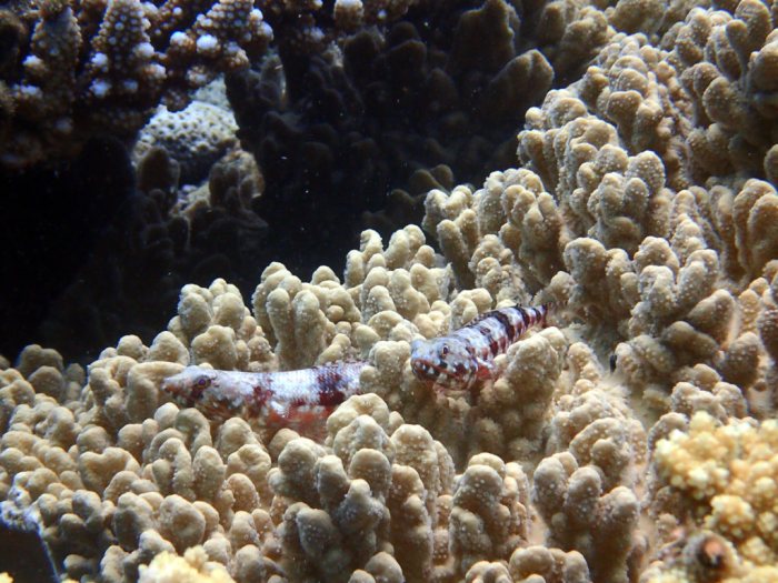 Synodus binotatus